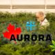 Highlight on Aurora: Canada to Become Cream of the Cannabis Crop for Years to Come