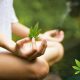 Meditation and Medical Marijuana: The Cannabis Effects for a Zen Mind