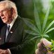 presidential-candidate-proposes-constitutional-amendment-to-legalize-cannabis-federally