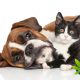 Revolution Enterprises Unveils Hemp-Derived CBD Pet Wellness Products with HempVet Acquisition