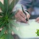 Senators Pen a Letter to DoJ and Homeland Security Looking to Stop the Anti-Marijuana Immigration Policy