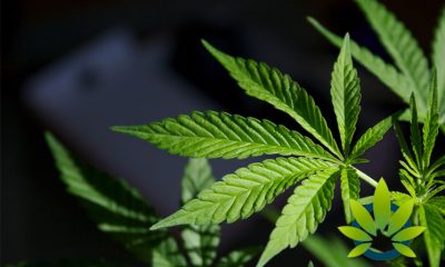 State Medical Board of Ohio Postpones Vote on Medical Marijuana's Use for Anxiety and Autism