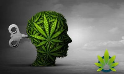 Elsevier Study Links Cannabis Addiction to the Brain Reward System