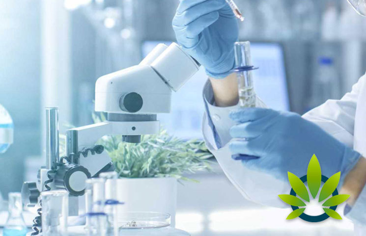 University of Maryland School of Pharmacy Launches Cannabis Science and Therapeutics Program