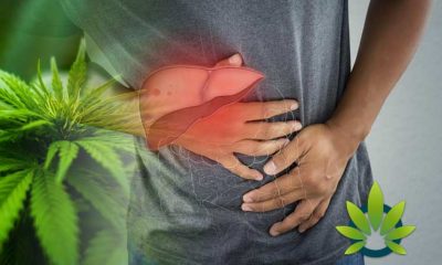 New ValidCare Study Set to Examine CBD’s Effects on Safe Liver Function