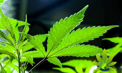 Utah Medical Marijuana Growers Remain a Mystery as July 1 Deadline on the Horizon