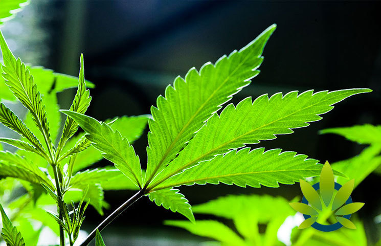 Utah Medical Marijuana Growers Remain a Mystery as July 1 Deadline on the Horizon