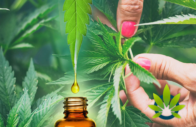 [VIDEO] 5 Quick Facts About CBD Every Cannabidiol User Should Know