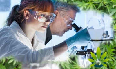 Unregulated CBD Market Gives Great Importance to Reading a Product Certification of Analysis