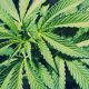 hemp-guide-uses-benefits-history-marijuana