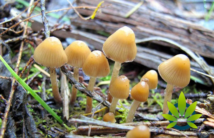 As Cannabis Earns Legalization Across States, Could “Magic Mushrooms” and Psilocybin Be Next?