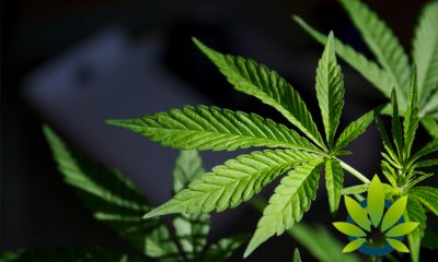 Alabama Governor Signs CARE Act, Enabling More Medical Marijuana Research and Cannabis Studies