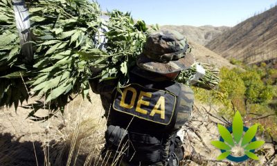 Nearly 3 Million Cannabis Plants Seized by DEA in 2018, a Significant Drop Since 2017