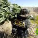 Nearly 3 Million Cannabis Plants Seized by DEA in 2018, a Significant Drop Since 2017