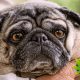 Efficacy of Cannabidiol Treatment for Dog's Epilepsy Study Results Shown