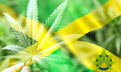 Aphria's Marigold Projects to Open its First Cannabis Shop in Kingston, Jamaica This August