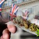 Approximately Half of All UK Adults Now Support Marijuana Legalization Per YouGov Survey