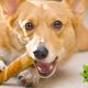 Best CBD Dog Treats for 2019: How to Find the Top Cannabidiol-Infused Edibles for Dogs