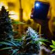 BlackRock Will “Likely” Start a Cannabis ETF, According to Industry Analysts