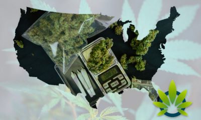 Bank of America Analyst: By 2024, 13 States Expect to Sell $1 Billion of Cannabis