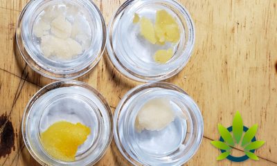 CBD Terpsolate: What's This New Cannabidiol Terpene Isolate All About?