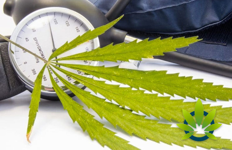 Can CBD Lower Blood Pressure? Is Cannabidiol a Viable Option for Hypertension?