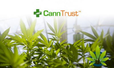 CannTrust-CTST-Stock-Drops-Over-20-Due-to-Health-Canada-Audits-Non-Licensed-Production