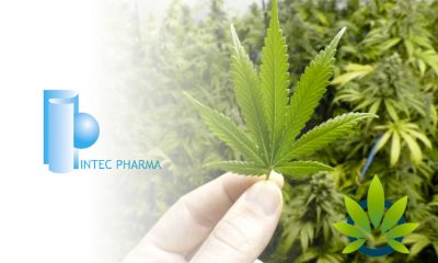 Cannabis Firm Intec Pharma’s Stock Plummets Over 80% After Unsuccessful Drug Clinical Trial
