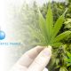Cannabis Firm Intec Pharma’s Stock Plummets Over 80% After Unsuccessful Drug Clinical Trial