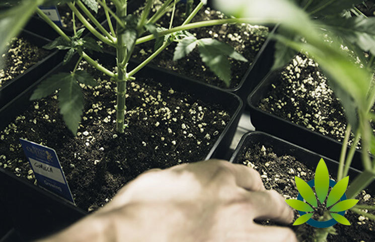 How Diatomaceous Earth Can Enhance a Cannabis Grow Due to Pest Control and Soil Health