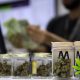 Eight Growers Selected for Utah Medical Marijuana Program
