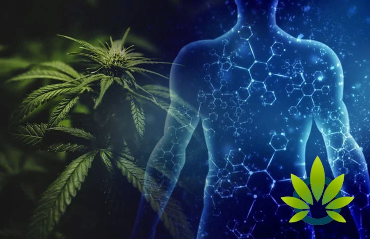 30 loại dầu CBD được xếp hạng cao nhất ở Mỹ 36 Hệ thống nội tiết thụ thể cannabinoid CB1