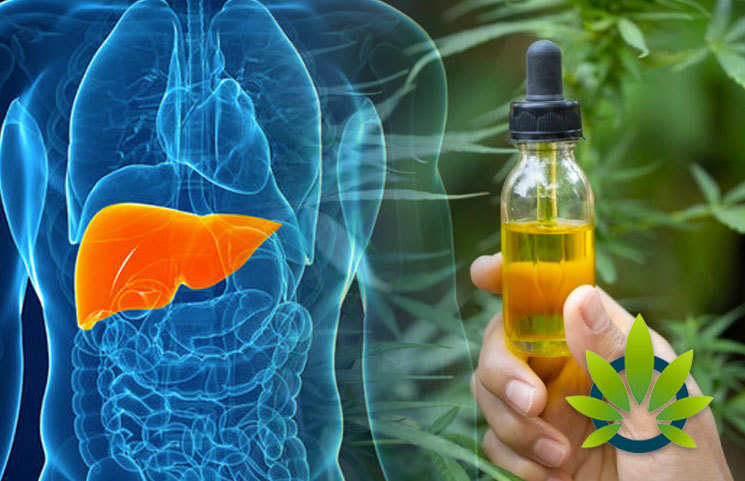 FDA-Shines-Spotlight-on-CBD-Liver-Effects-by-Issuing-Statement-About-Possible-Damaging-Risks.jpg