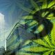 Five Ways Cannabis Firms Can Put an End to Counterfeiting Intellectual Property Rights