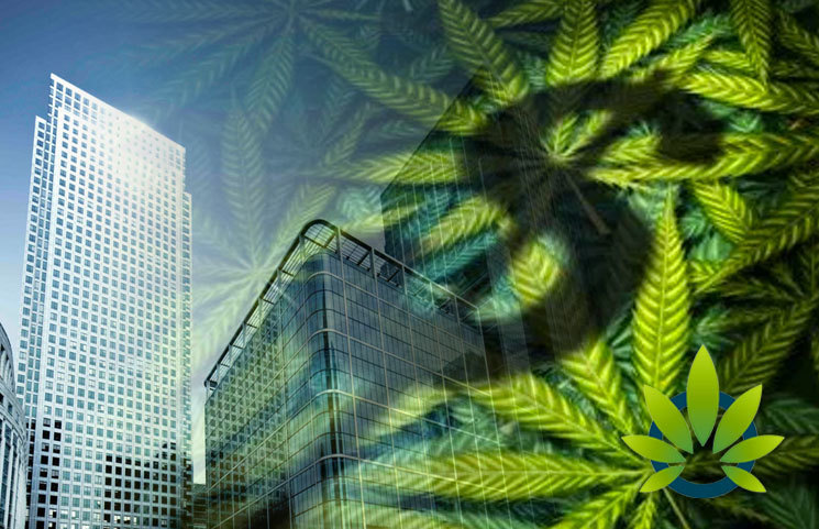 Five Ways Cannabis Firms Can Put an End to Counterfeiting Intellectual Property Rights