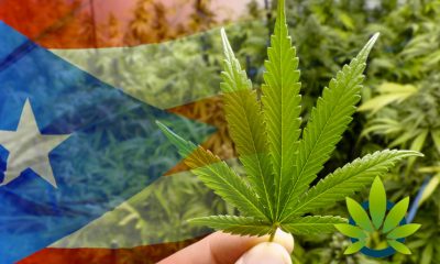 Giant Cannabis Companies Take a Strong Position to Setup in Puerto Rico