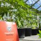 Global Hemp Innovation Center Set Up In Oregon State University to Research Medical Cannabis