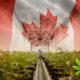 Statistics Canada Says Country's Hemp Production is Expected to Double This Year