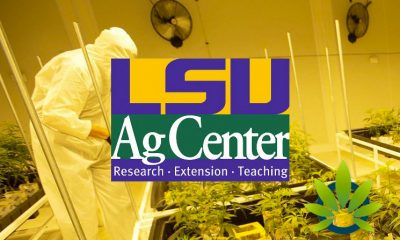 LSU AgCenter Medical Marijuana Program Results Upcoming for New CBD and THC Product Release