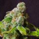 Natural Cannabis or FDA-Approved Synthetic Marinol (Generic Dronabinol)?