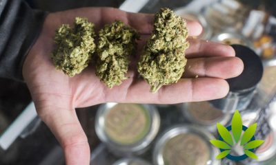 New Medical Cannabis Policies by Ministry of Health in New Zealand are Coming for Controlled Substances