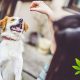 Over One Hundred Pet Owners Report to FDA How CBD Helps Their Pets Health
