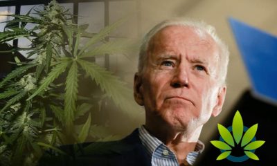 Examining Democratic Presidential Candidate Joe Biden and His Medical Marijuana Position