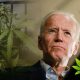 Examining Democratic Presidential Candidate Joe Biden and His Medical Marijuana Position