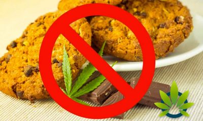 Quebec Ban on Cannabis Edibles Still in Effect While Legalization Still In Progress