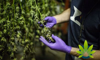 Colorado Department of Agriculture (CDA) Unveils 10 New Acceptable Pesticides on Cannabis