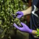 Colorado Department of Agriculture (CDA) Unveils 10 New Acceptable Pesticides on Cannabis