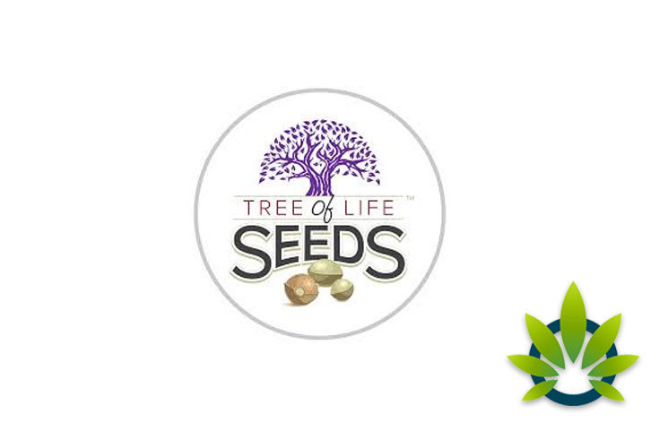 Tree of Life Seeds: Full-Spectrum CBD Oil Chocolate Bars Edibles and Soft Gels