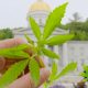 Vermont Statehouse Garden Flower Beds Found with Nearly Three Dozen Cannabis Plants in Them