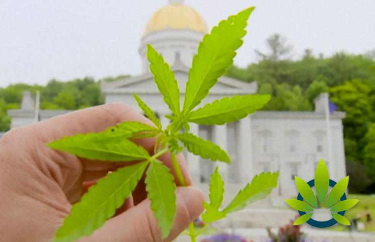 Vermont Statehouse Garden Flower Beds Found with Nearly Three Dozen Cannabis Plants in Them